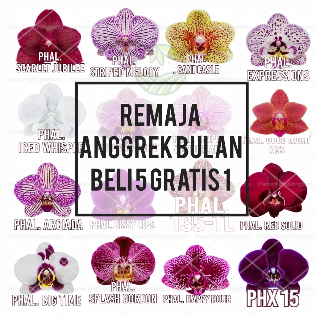 Beli 5 Gratis 1 Remaja Anggrek Bulan Hybrid Koleksi Import Taiwan Bunga Jumbo