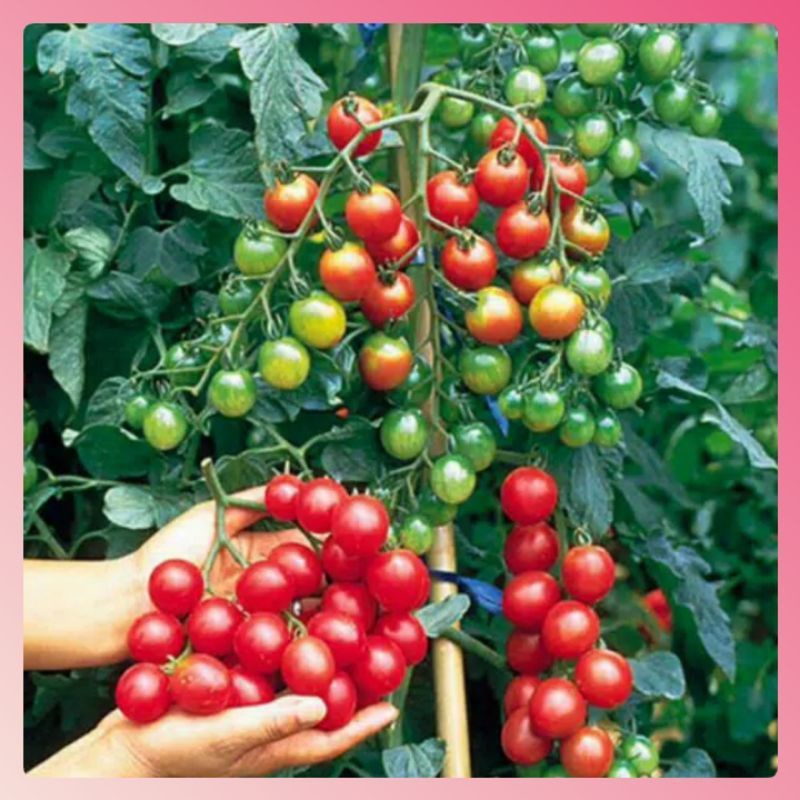 *Benih Tomat Cherry*