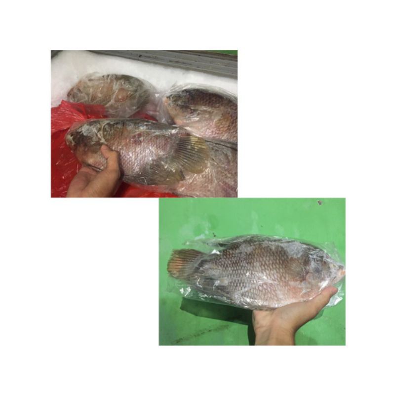 

Ikan Gurame Segar Promo (6ons)
