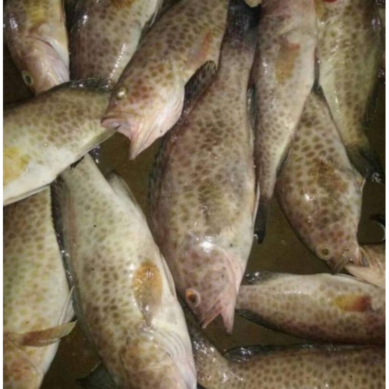 

Ikan Kerapu Totol Fresh 1kg