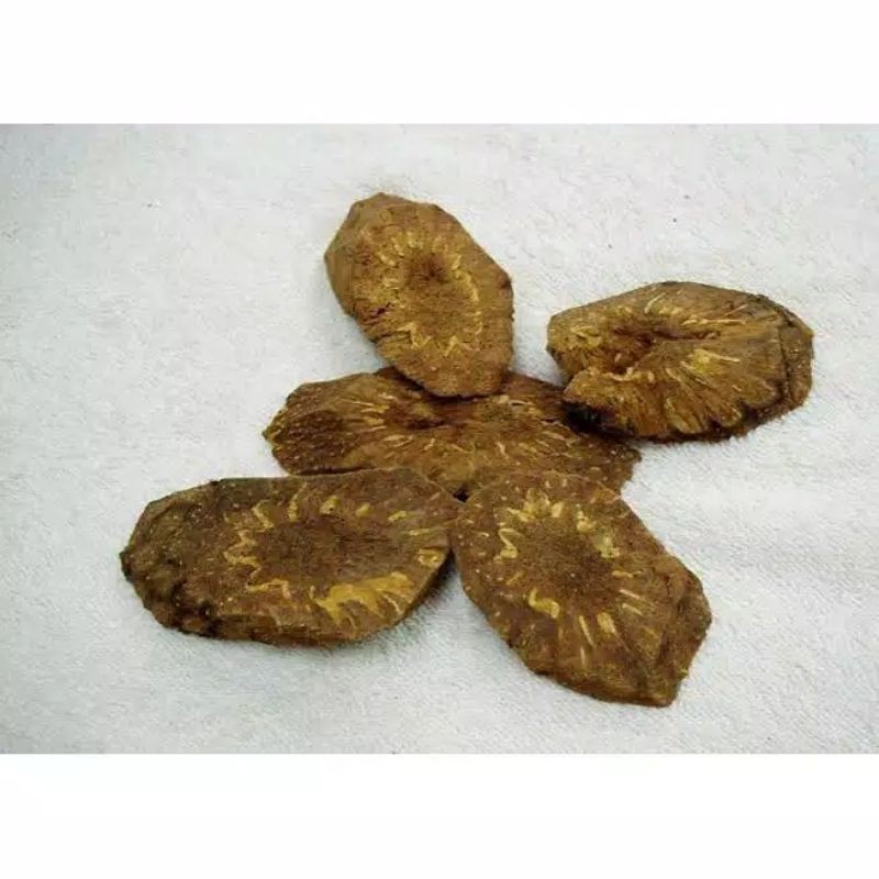 

Guan Zhong Pian crytomii rhizoma 100 gram