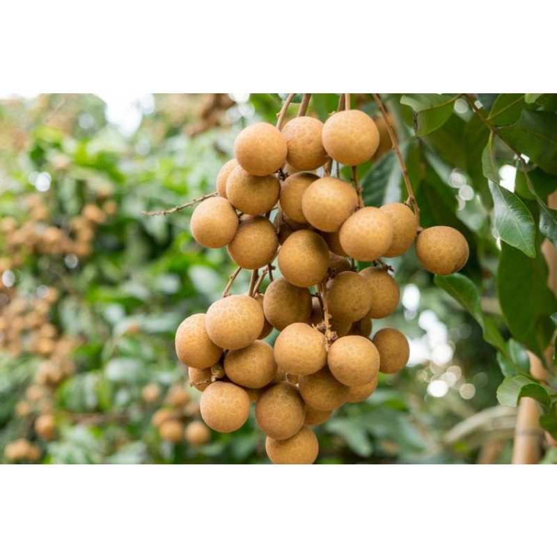 Pupuk Organik Booster Pelebat Kelengkeng Bunga dan Buah lengkeng Anti Rontok,Pelebat Klengkeng