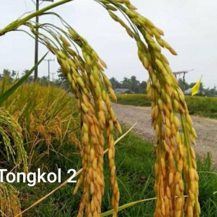 は COD tongkol2 jumbo benih padi Galur lokal Aceh berkualitas. ❤