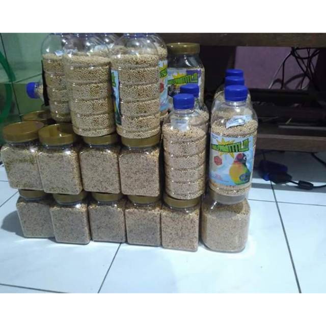 Pakan lomba lovebird