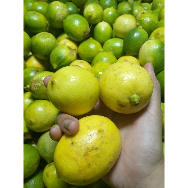 JERUK LEMON LOKAL SEGAR