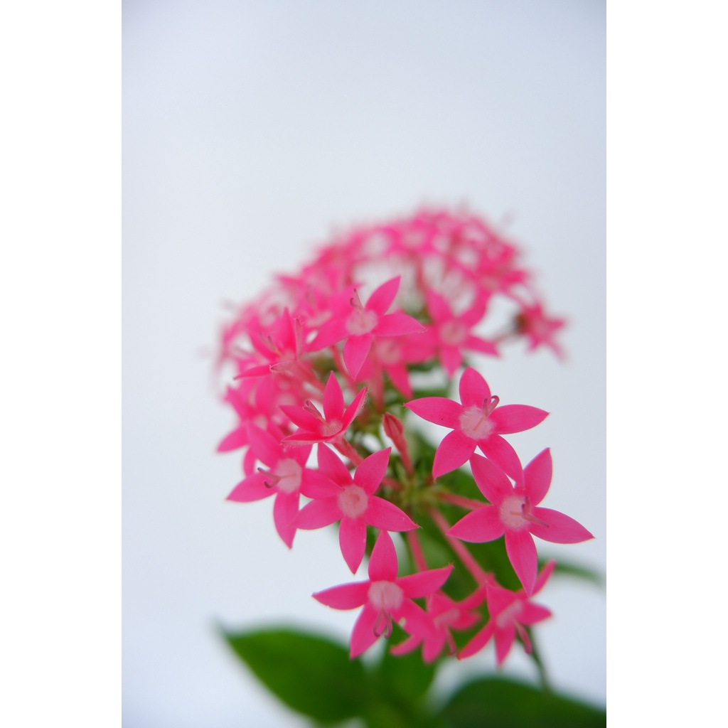 Bunga Pentas - Egyptian Star Cluster - Pentas Lanceolata - Tanaman Hias