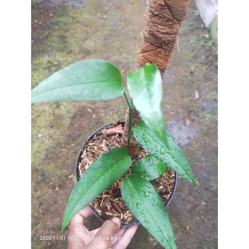 philodendron Skeleton key
