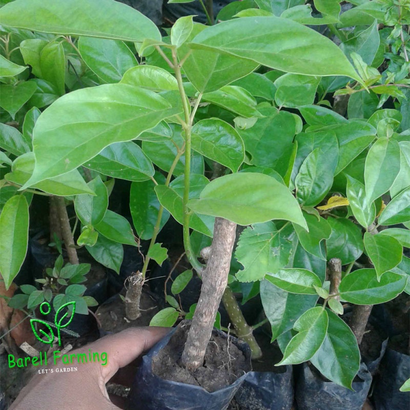 Bibit Cincau Jelly Daun Cincau Jelly Tanaman Cincau Pohon Cincau Jeli