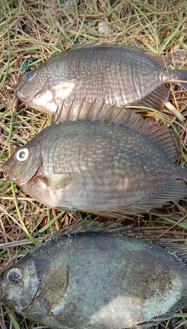 Pandawa Kemeja Batik Pria M.l.xl.xxl Lengan Pendek