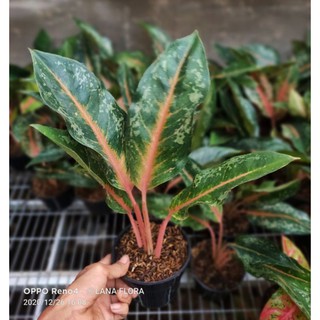Toko Online LANAFLORA Shopee Indonesia Toko Online LANAFLORA Shopee Indonesia