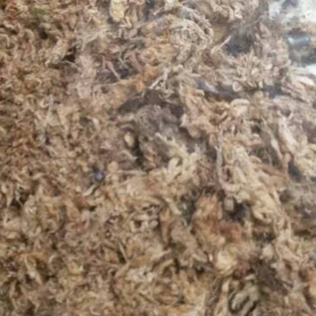 SPHAGNUM MOSS IMPORT
