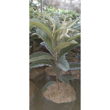 bibit buah leci kuning bibit super unggul