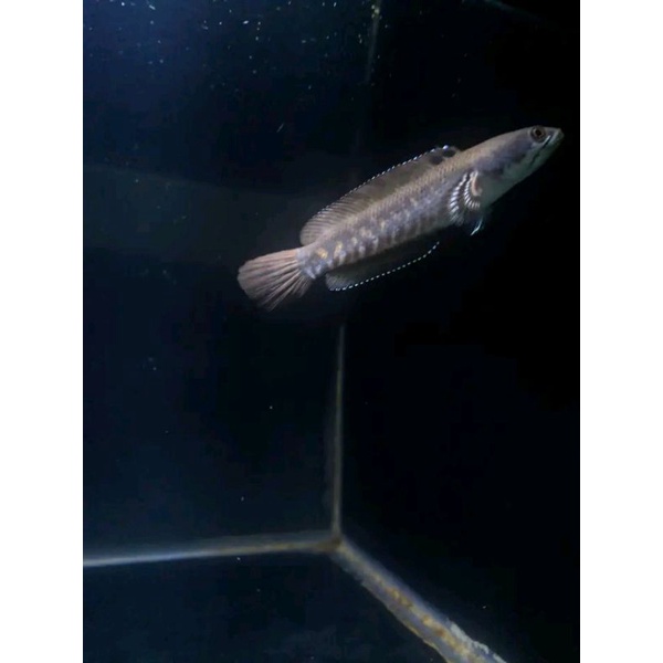 blue pulchra size 5-11 full DOT & yellow spot Bahan Gurih