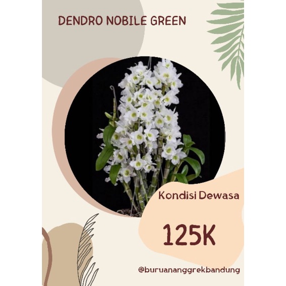 Anggrek Dendro Nobile Green