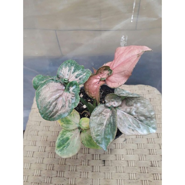 syngonium pink perfection