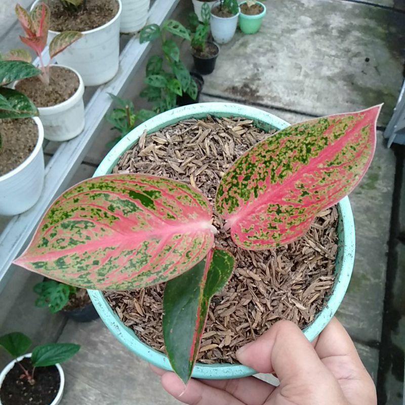 aglonema arini bawa bonggol