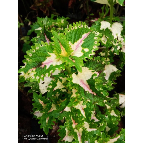 Sudah Berakar Miana Sultan Id Gaun Ratu