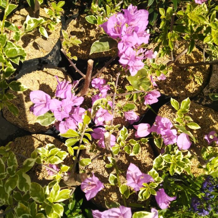 Tanaman bougenville varigata ungu