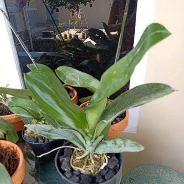 Anggrek Bulan Ukuran Jumbo Bangkok Super Shopee Indonesia Anggrek Bulan Ukuran Jumbo Bangkok Super Shopee Indonesia