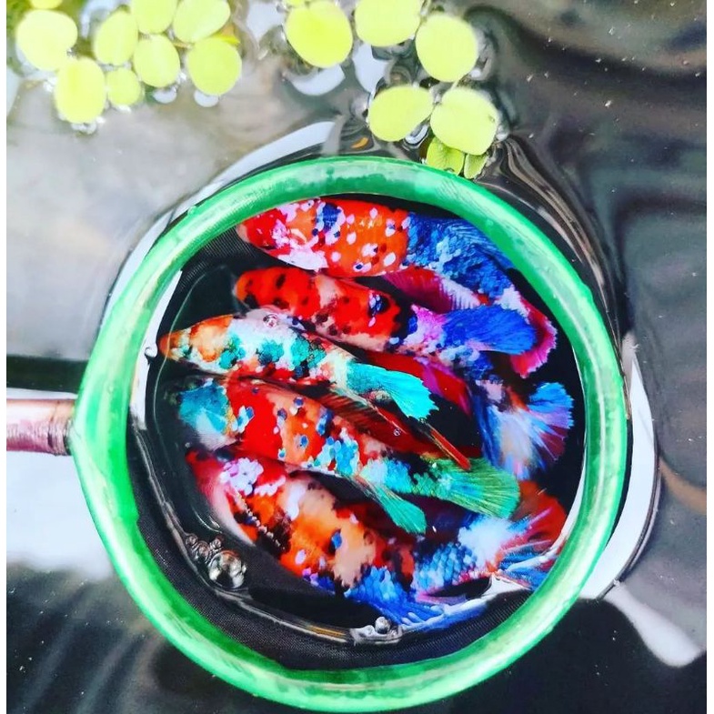 sepasang ikan cupang multi koi nemo