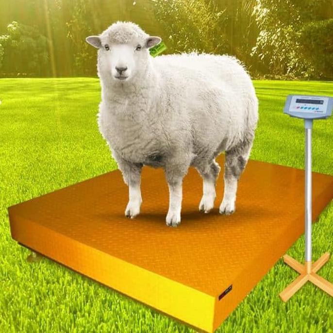 Special Promo Timbangan Kambing Timbangan Hewan Ternak Tanpa