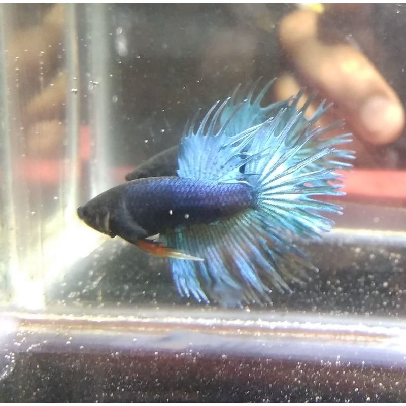 IKAN CUPANG CT/SERIT JANTAN UKURAN S+