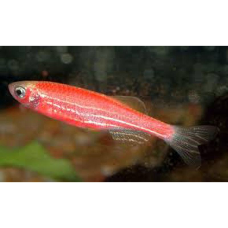ikan hias kecil RED DANIO ikan hias aquarium jenis air tawar ikan lucu dan unik untuk aquascape