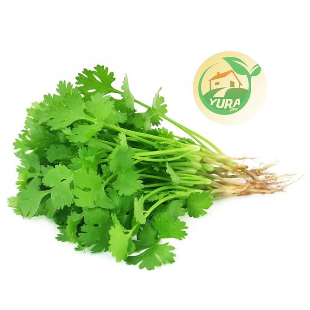 

CORRIANDER - DAUN KETUMBAR Organik 100% Sayur Segar Organic