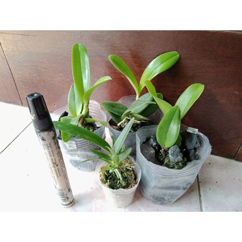 Anggrek Paket 3 Remaja Bonus 1 Seed Cattleya Hybrid