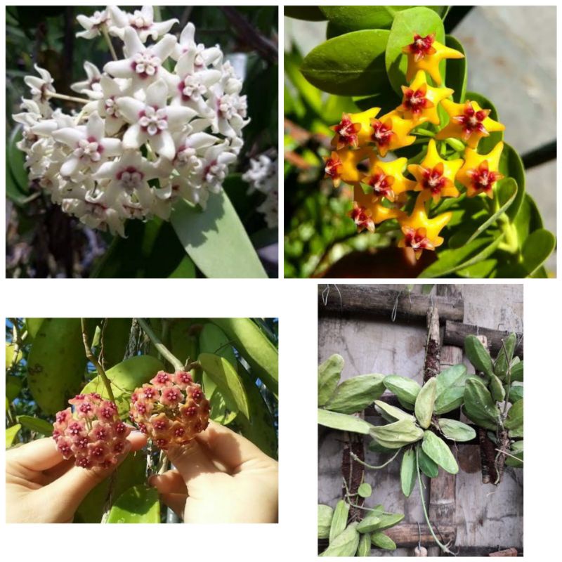 PAKET HEMAT Anggrek Hoya Putih, Cumigiana, Hoya Merah, Hoya major/pisang