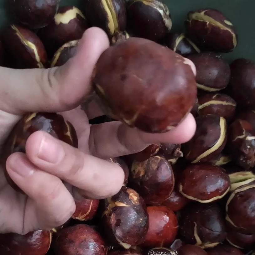 

Jengkol Jariang Joriang Segar 500g dari Kampuang nan jauah dimato Oleh Oleh Cemilan Payakumbuh Padang Khas Pariaman Jajanan Snack Kuliner Minang Kabau AX00