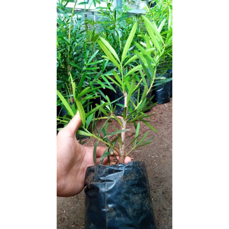 bibit bonsai lohansung Taiwan kapsul