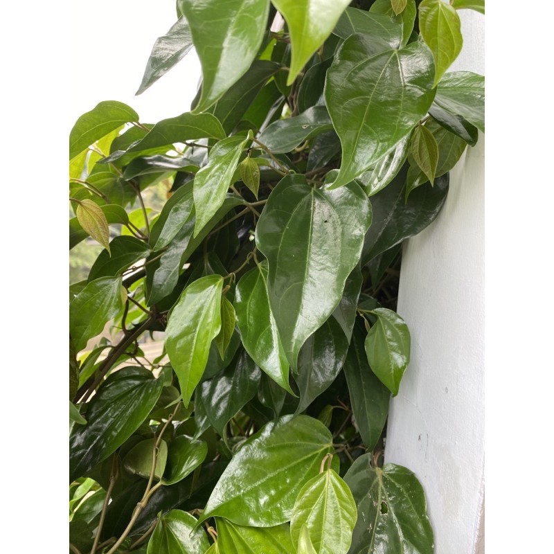 

daun sirih dan sirih merah segar | herbal untuk mengobati kanker, mata gatal dll |