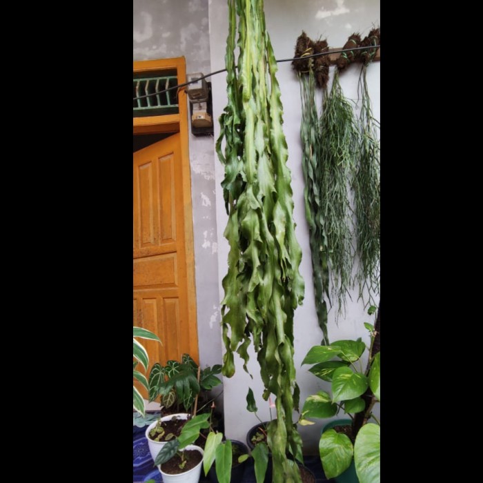 OPHIOGLOSSUM PENDULUM -+ 3 METER REAL PICT (stok 1)