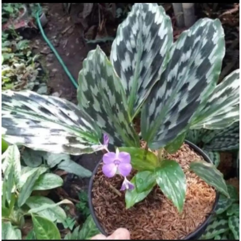 Tanaman hias calathea ekor merak,tanaman calathea