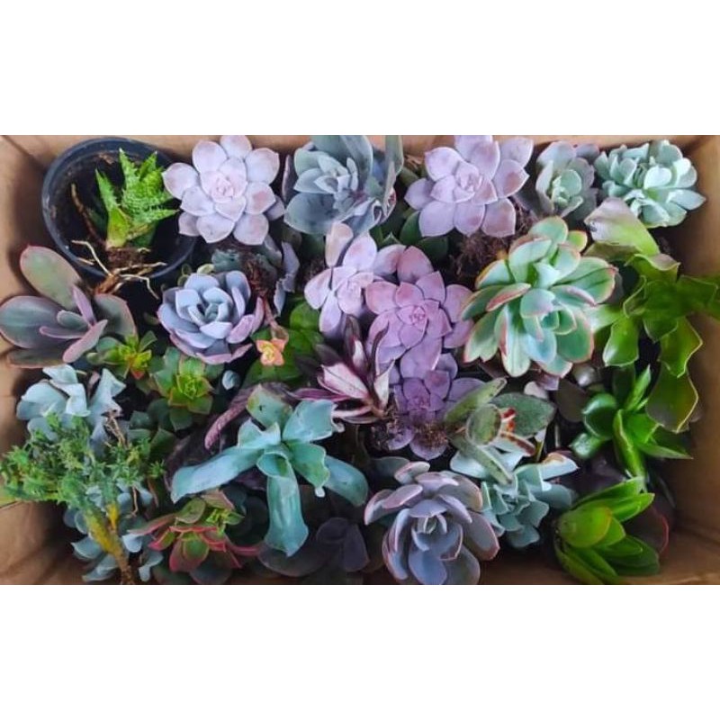 sukulen kaktus mini 20pcs tanpa akar(potelan)