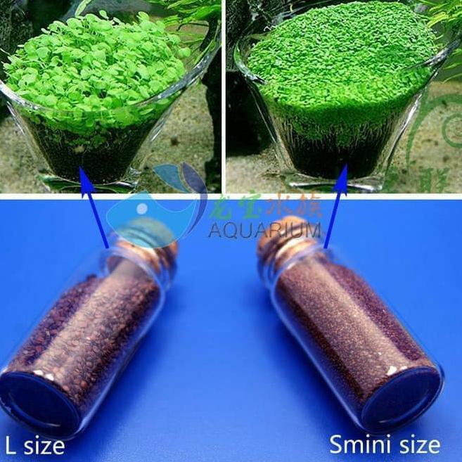 BIJI KARPET AQUASCAPE / Tanaman Aquascape