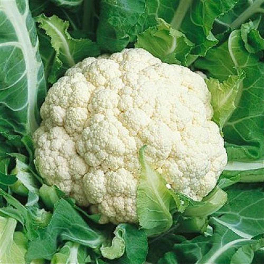 Benih / Biji / Bibit - CauliFlower 50 days F1 @10 gr