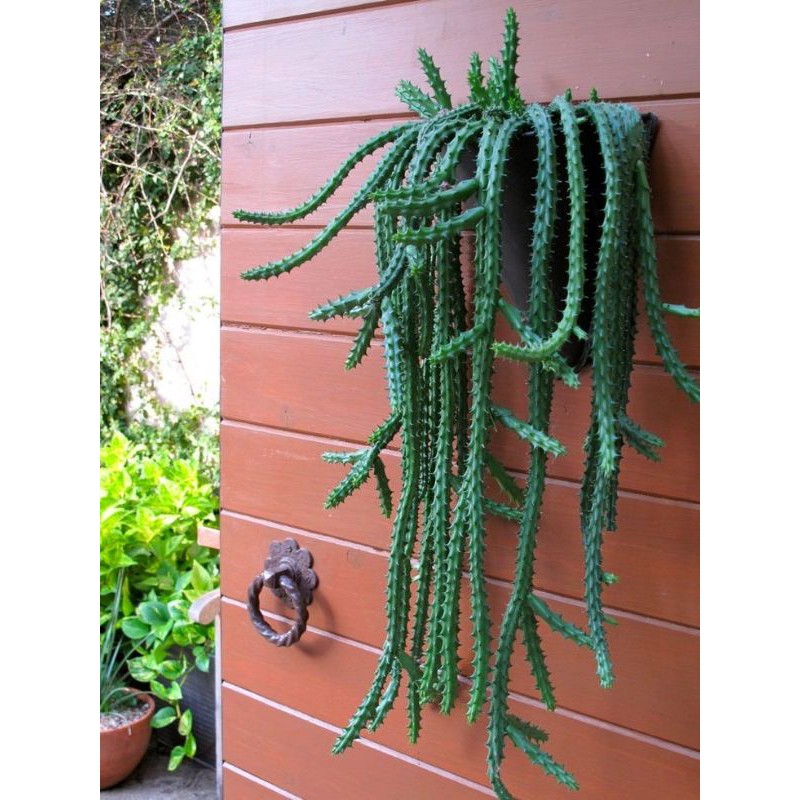 Tanaman hias bunga kaktus gantung Huernia Schneideriana