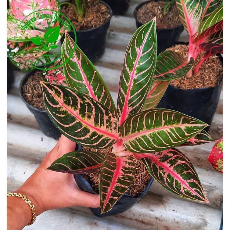 Tanaman Hias Aglonema Red Sumatra-Aglonema Red Sumatra Dewasa