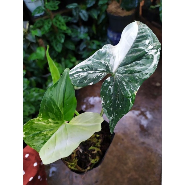 Syngonium Albo