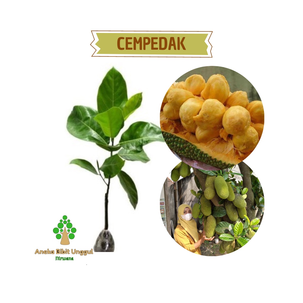 BIBIT CEMPEDAK - BIBIT CEMPEDAK SUPER -  BIBIT CEMPEDAK OKULASI UNGGUL
