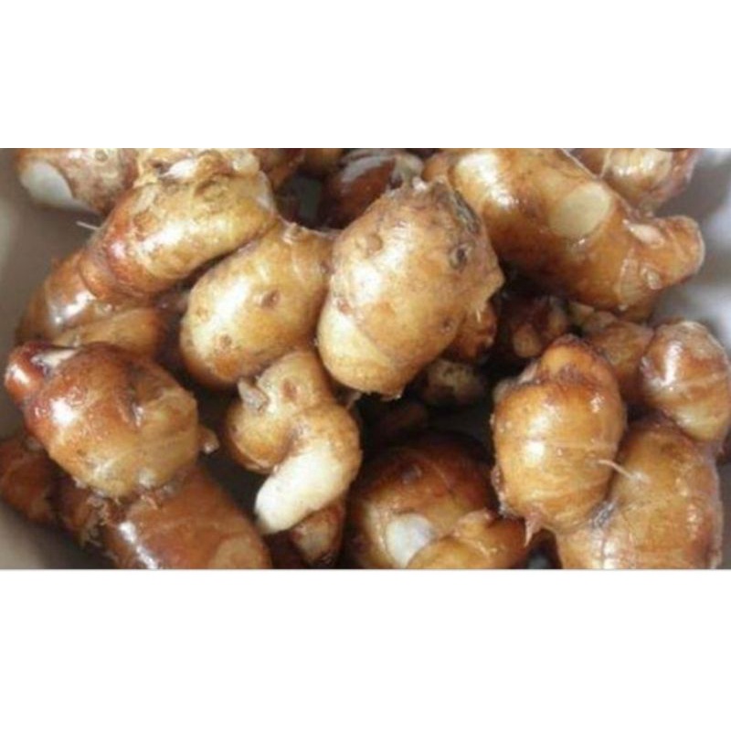 

KENCUR/KENCUR SEGAR MURAH/500G/KENCUR LOKAL/KENCUR ALAMI