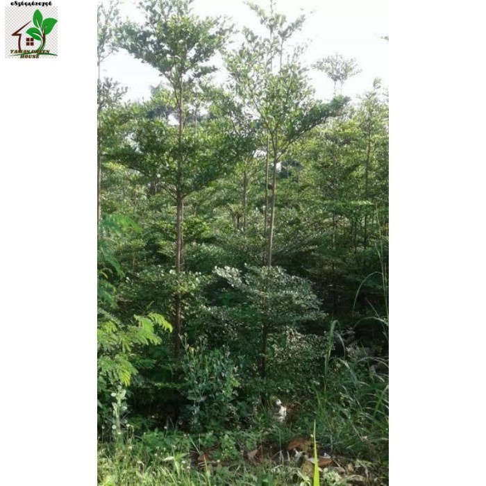 Pohon Ketapang Kencana 4-4,5 meter / Aneka Pohon Pelindung /