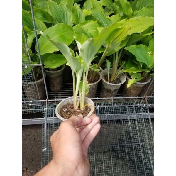 Bibit Kunyit Hitam/Rimpang Perpohon