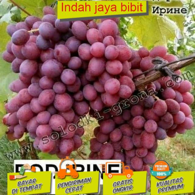 Bibit anggur jenis pood irine (BISACOD)