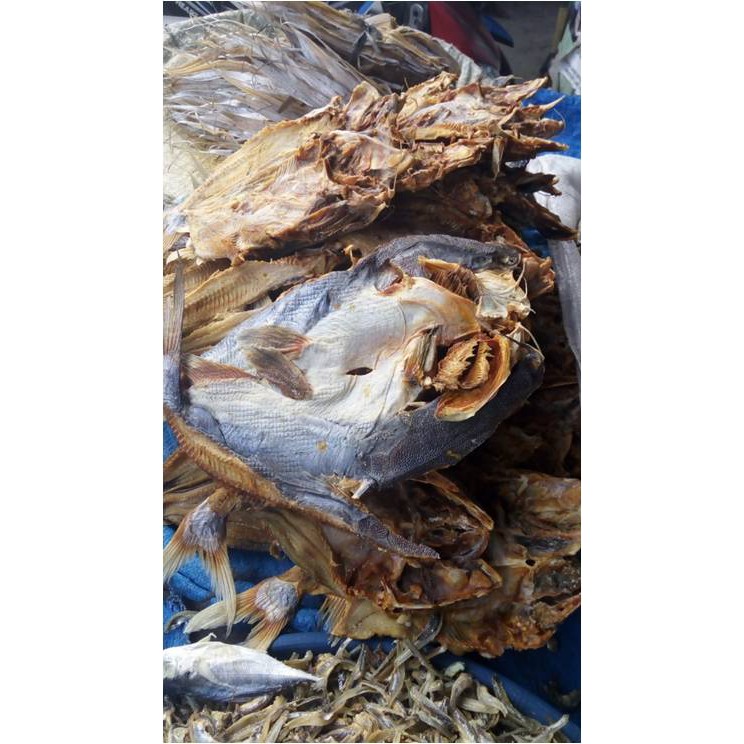 

Ikan Asin Mayung ( @ 250 Gr )