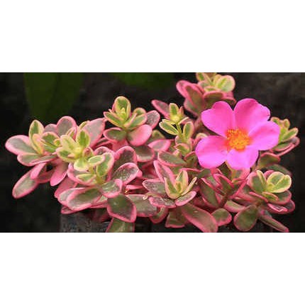 tanaman hias krokot varigata pink