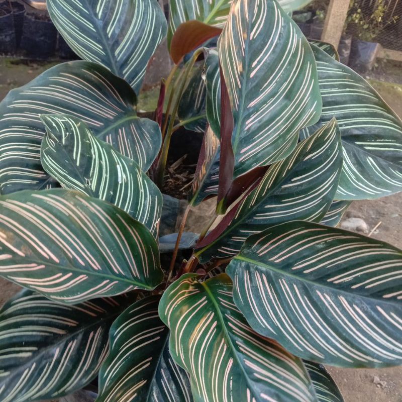 calathea /calathea ornata/ calathea ornata strip pink