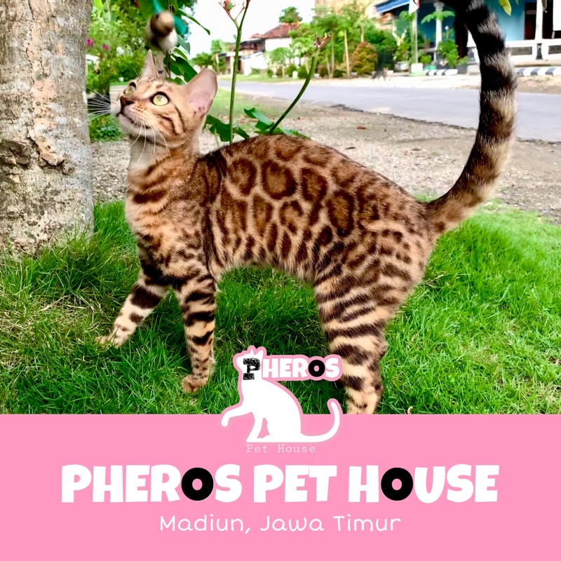 Kucing Bengal Brown Rossed #pherospethouse #pheroskucingcomel #pheros_pet_house